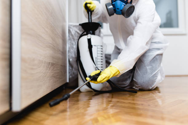 Best Wasp Removal Services  in Jerseyvle, IL
