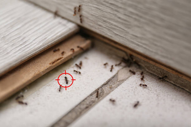 Best Bed Bug Extermination  in Jerseyvle, IL