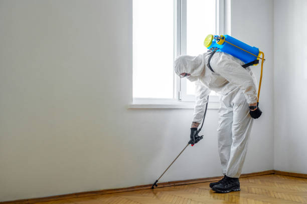 Best Termite Control Services  in Jerseyvle, IL