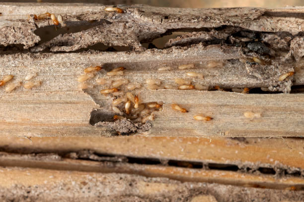 Best Cockroach Control Services  in Jerseyvle, IL