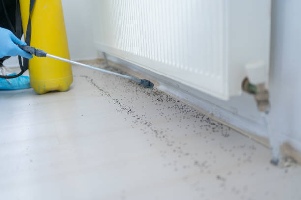 Best Ant Control Services  in Jerseyvle, IL
